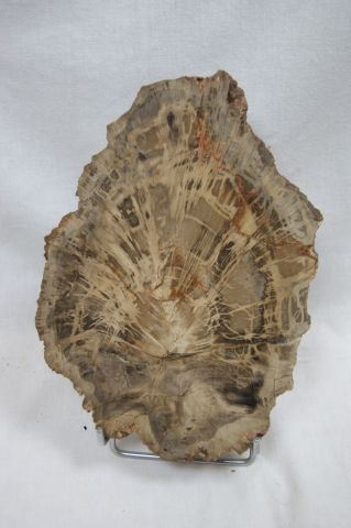 null Elément de bois fossilisé. 23 x 15 cm Sur son présentoir.