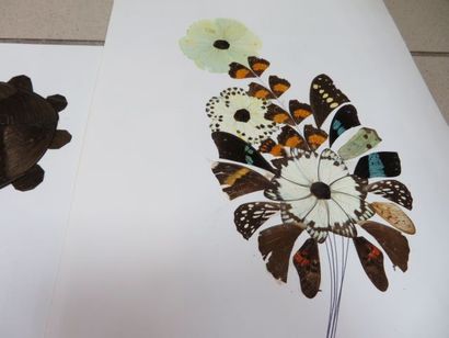 null Série de 3 compositions en ailes de papillons. Long.: 45 cm