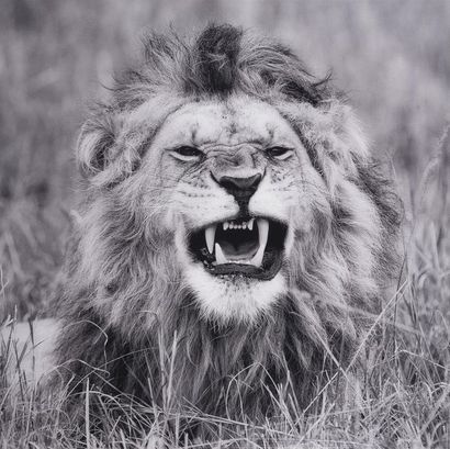 BENOIT FERON (né en 1962) 
Lion, Kenya 2011
Photographie montée sur diasec
Signée...