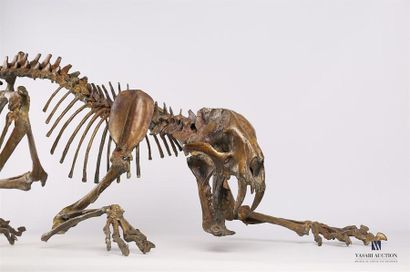null BONNARD Gregory and DASPLET 
Saber-toothed 
Tiger Bronze with a brown and gold
patina...