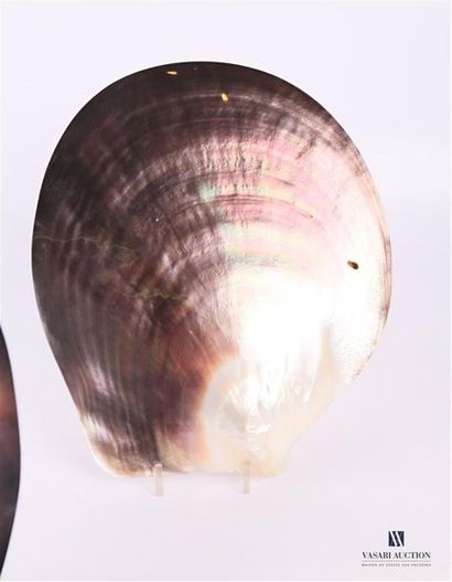 COQUILLAGES Deux coquillages en nacre 
(infimes égrenures)
27 x 23,5 cm 