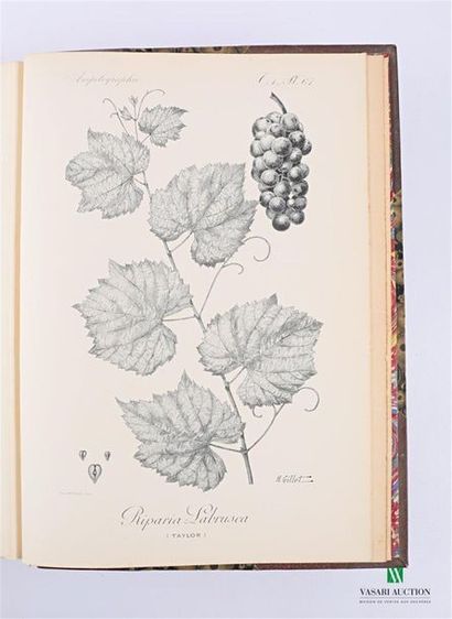 null VIALA P. et VERMOREL V. - Ampélographie - Paris Masson & Cie 1910 - sept volumes...