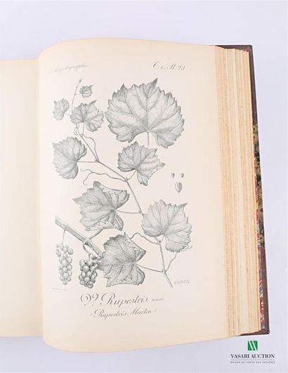 null VIALA P. et VERMOREL V. - Ampélographie - Paris Masson & Cie 1910 - sept volumes...