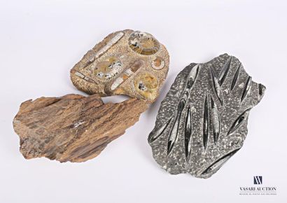 null Batch including three fossilized stones presenting plants and molluscs
Dim....