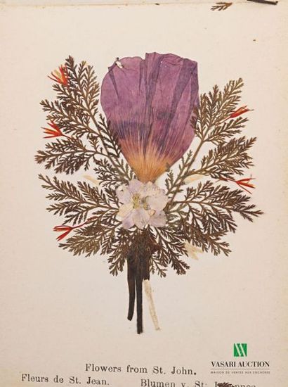 null ANONYMOUS - Flowers of the Holy land / Fleurs de terre sainte / Blumen aus dcm...