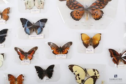 null Set of twenty-eight butterflies including Papilio Antimachus - Female Rumia...