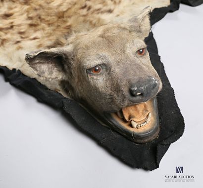 null Peau de hyène (Crocuta crocuta, non réglementé), naturalisée

200 x 175 cm