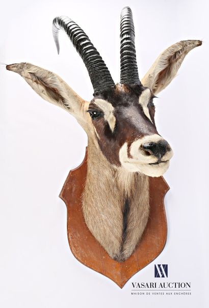 null Caped head of roan antelope (Hippotragus equinus, unregulated) on wooden base

High....