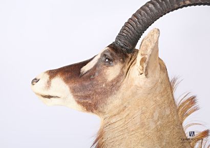 null Cloaked head of roan antelope known as horse antelope (Hippotragus equinus,...