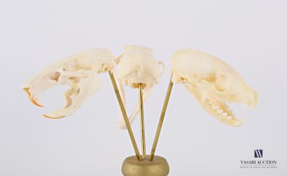 null Montage ostéologique de trois crânes divers de mustélidés (Mustelidae spp.)...