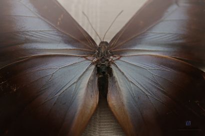 null Butterfly (Morpho Metellus) in a round-sight frame

Diameter: 22 cm