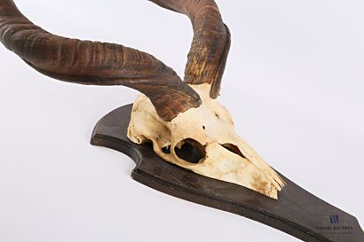 null Massacre de grand koudou (Tragelaphus strepticeros, non réglementé) sur écusson...