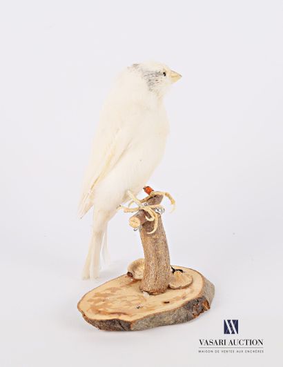 null Taxidermy of canary (Serinus Canaria domesticus) with a ring numbered NB 16...