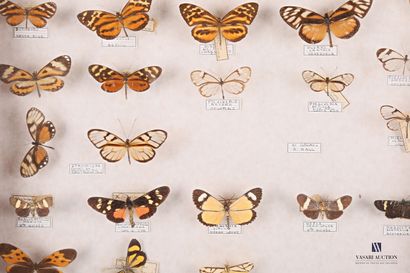 null Entomological drawer containing twenty diurnal butterflies such as Biviques,...