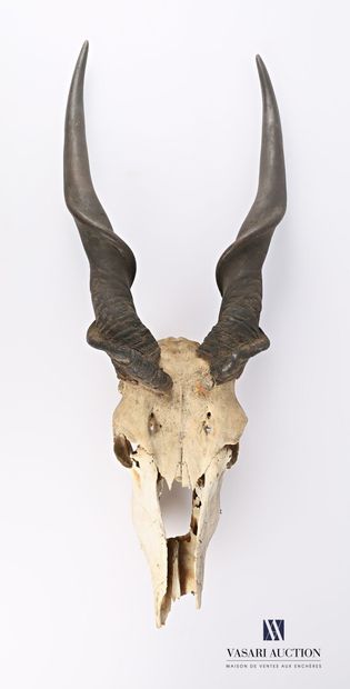 null 
Massacre d'Elan de Derby (Tauratragus derbianus, non réglementé), 93 x 36 cm,...