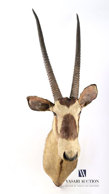 null Trophée d'Oryx gazelle (Oryx gazella, non réglementé), en cape, H. 145 cm, usures,...