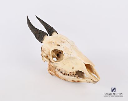 null Complete skull of Dik Dik (Madoqua sp., unregulated)

High. : 11.5 cm - Width...