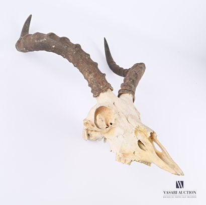 null Massacre of Impala (Aepyceros melampus, unregulated), 

Size: 57 x 34 cm,