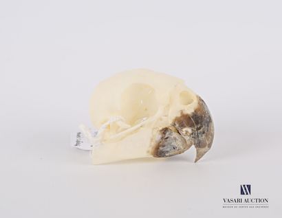 null Meyer's Parrot Skull (Poicephalus meyeri, unregulated) 

High. 3 cm - Width:...