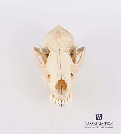 null Crâne complet de chien (Canis lupus familiaris, non réglementé) 

Haut. : 9...
