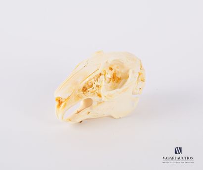null Crâne de lapin ( Oryctolagus cuniculus, non réglementé) 

(Mandibule non fixée,...