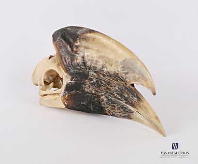 null Crâne de calao à cuisses blanches (Bycanistes albotibialis) 

Haut. : 10 cm...