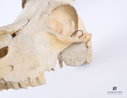 null Massacre d'Impala (Aepyceros melampus, non réglementé), 

Dim. : 57 x 34 cm...