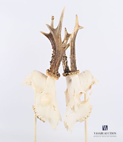 null Deux crânes de chevreuils mâles (Capreolus capreolus, non réglementé) affrontés

Haut....