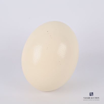 null One ostrich egg (Strutio camelus, unregulated)

High. : 16 cm