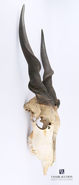 null 
Massacre d'Elan de Derby (Tauratragus derbianus, non réglementé), 93 x 36 cm,...