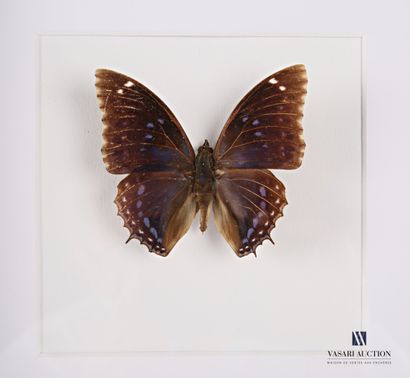 null Glass frame containing a butterfly (Lepidoptera spp, unregulated)

21.5 x 21.5...