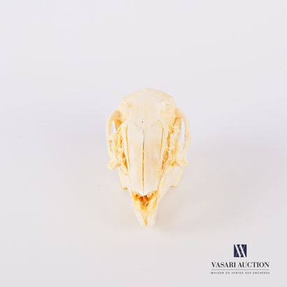 null Crâne de lapin ( Oryctolagus cuniculus, non réglementé) 

(Mandibule non fixée,...