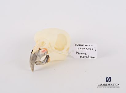 null Crâne de Pione à tête bleue (Pionus menstruus, non réglementé) 

Haut. : 3 cm...