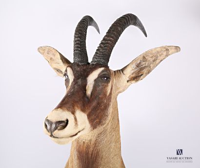 null Cloaked head of roan antelope known as horse antelope (Hippotragus equinus,...