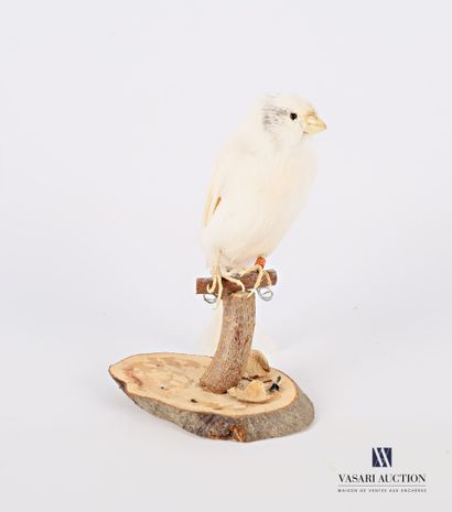 null Taxidermy of canary (Serinus Canaria domesticus) with a ring numbered NB 16...