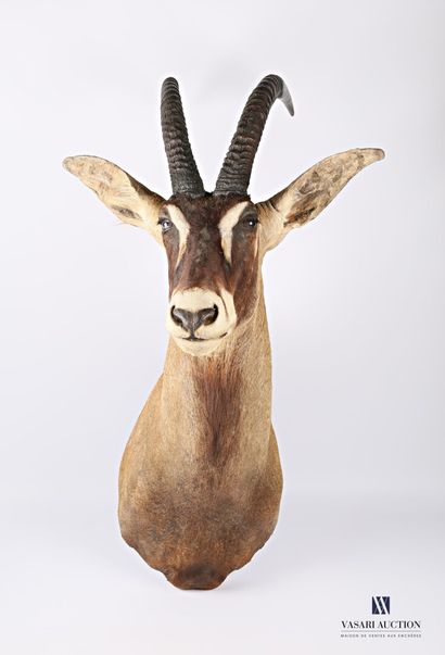 null Cloaked head of roan antelope known as horse antelope (Hippotragus equinus,...