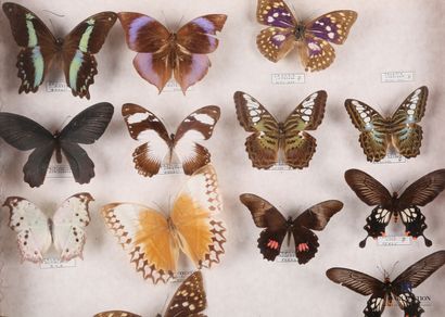 null Tiroir entomologique contenant treize papillons diurnes tel que Papilio Nireus,...