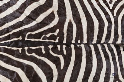 null Zebra skin (Equus quagga, unregulated), naturalized, 

300 x 182 cm