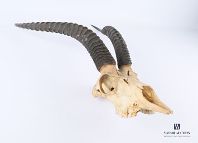 null Grant's Gazelle Massacre (Gazella Grantii, unregulated), 71 x 38 cm, wear and...