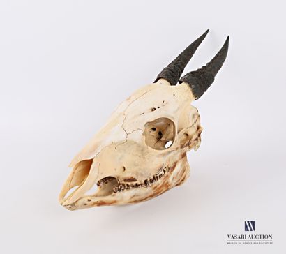 null Complete skull of Dik Dik (Madoqua sp., unregulated)

High. : 11.5 cm - Width...