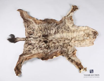 null Peau de hyène (Crocuta crocuta, non réglementé), naturalisée

129 x 110 cm