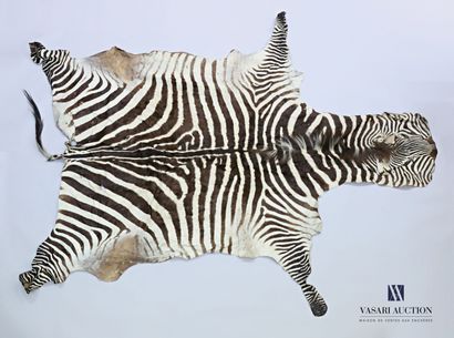 null Peau de zèbre (Equus quagga, non réglementé), naturalisée

288 x 209 cm