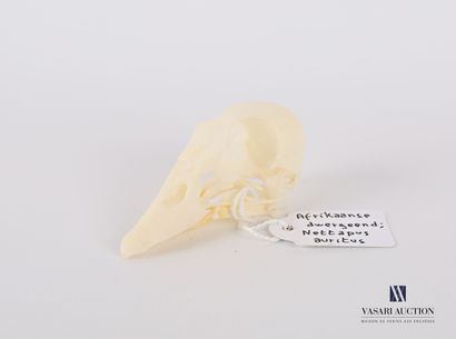 null Skull of dwarf anserelle (Nettapus auritus, unregulated) 

High. 2.5 cm - Width:...