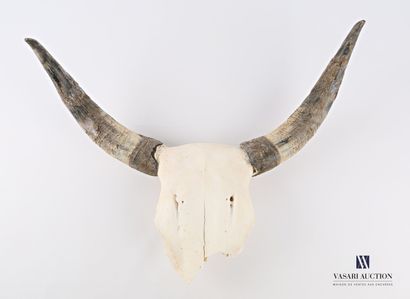 null Frontal de Taureau camarguais (Bos Taurus, non réglementé)

Haut. : 41 cm -...