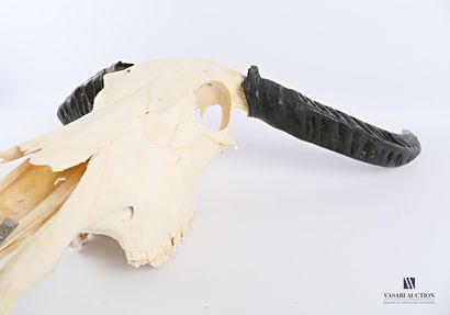 null Crâne sans mandibule inférieure de buffle asiatique (Bubalus bubalis, non réglementé)

Haut....