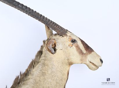 null Trophée d'Oryx gazelle (Oryx gazella, non réglementé), en cape, H. 145 cm, usures,...