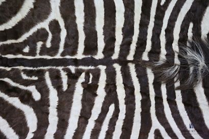 null Zebra skin (Equus quagga, unregulated), naturalized

288 x 209 cm