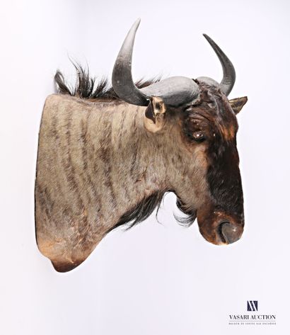 null Blue wildebeest capped head (Connochaetes taurinus, unregulated) 

High. 78...