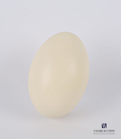null An egg from Nandou (Rhea Americana, unregulated)

High. : 13 cm