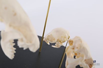 null Montage ostéologique de cinq crânes divers de mustélidés (Mustelidae spp.) sur...